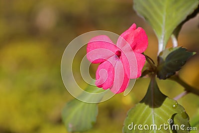Pink Impatiens flower growing at Fraserâ€™s hill, Malaysia, Asia Stock Photo